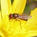 Melanostoma mellinum, male, hoverfly, Alan Prowse